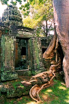 árbol creciendo entre templos en Angkor, Camboya