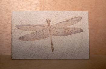 Stenophlebia aqualis (Insectos) Carbonífero