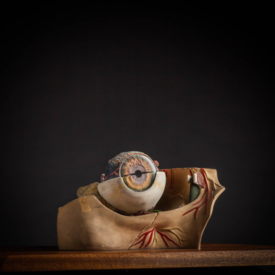 IES_CARDENALCISNEROS_ANATOMIA_MODELOS_063