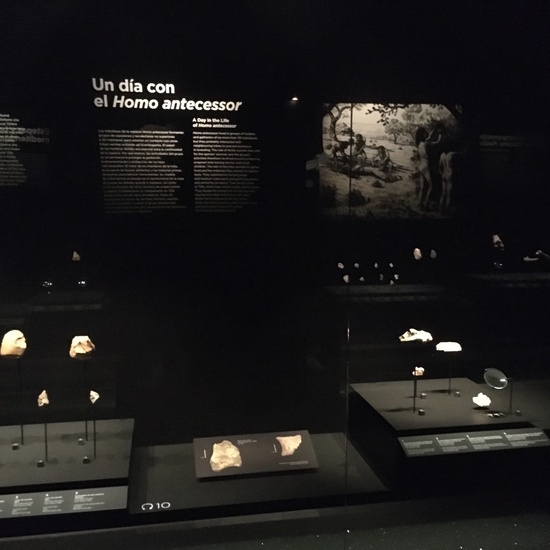 Museo de la Evolución Humana 23