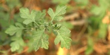 Espino majuelo - Hoja (Crataegus monogyna)