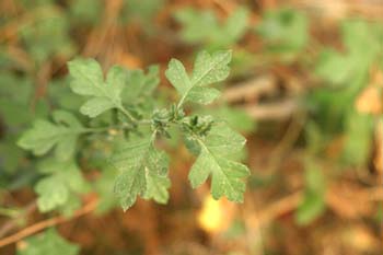 Espino majuelo - Hoja (Crataegus monogyna)