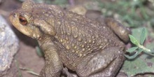 Sapo común (Bufo bufo)