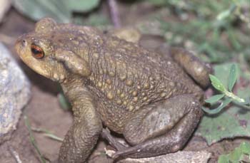 Sapo común (Bufo bufo)