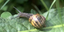 Caracol común (Helix aspersa)