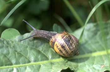 Caracol común (Helix aspersa)