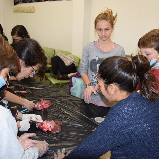 2016_12_02_Diseccion de corazon y pulmones_Sexto 31