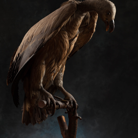 IES_SANISIDRO_MUSEO_Aves_188