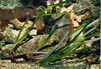 Fanerogama marina (Cynomodocee nudosa)