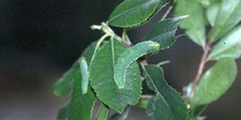Mariposa del madroño - Larva (Charaxes jasius)