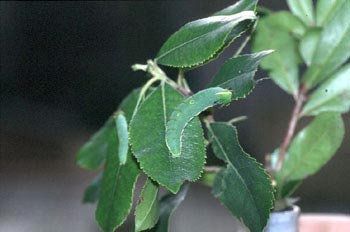 Mariposa del madroño - Larva (Charaxes jasius)