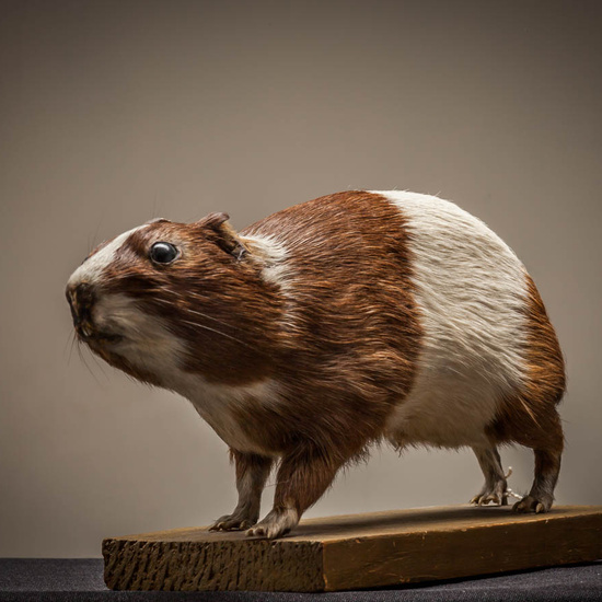 IES_ISABELLACATOLICA_BIOLOGIA_233