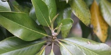 Magnolio - Hoja (Magnolia grandiflora)