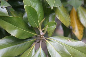 Magnolio - Hoja (Magnolia grandiflora)