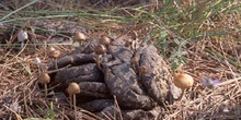 Panaeolus semiovatus