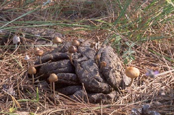 Panaeolus semiovatus