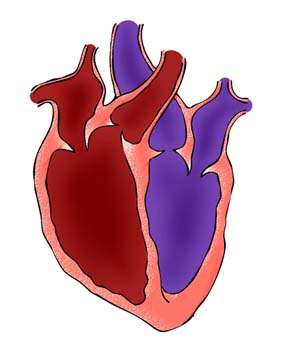 Sección de un corazón humano