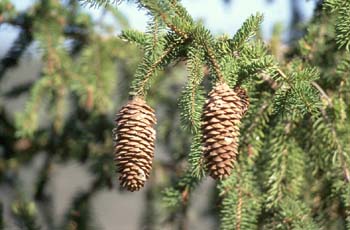 Falso Abeto / Picea - Piñas (Picea sp.)