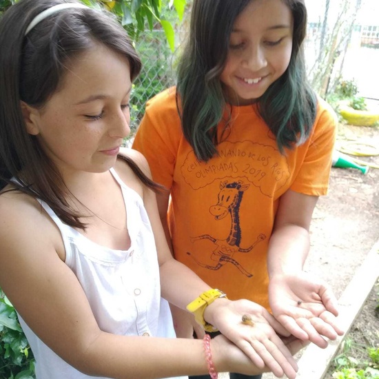 2019_06_07_Los alumnos de Quinto observan los insectos del huerto_CEIP FDLR_Las Rozas 17