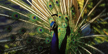 Pavo real