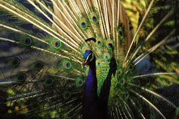 Pavo real