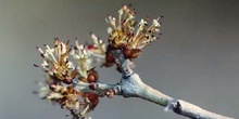 Fresno de hoja estrecha - Flor (Fraxinus angustifolia)