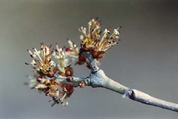 Fresno de hoja estrecha - Flor (Fraxinus angustifolia)