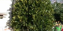 Boj común (Buxus sempervirens)