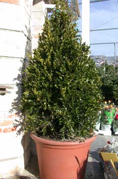 Boj común (Buxus sempervirens)