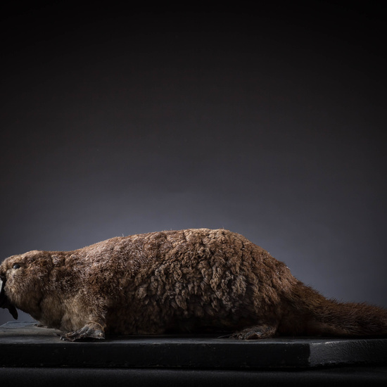 IES_SANISIDRO_MUSEO_Zoolgía_154