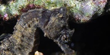 Caballito de mar (Hippocampus hippocampus)