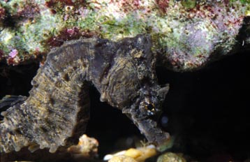Caballito de mar (Hippocampus hippocampus)