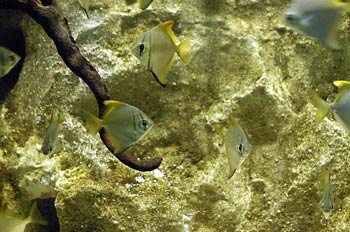 Pez Angel malayo (Monodactylus argenteus)