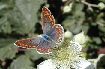 Niña hispana (Lysandra hispana)