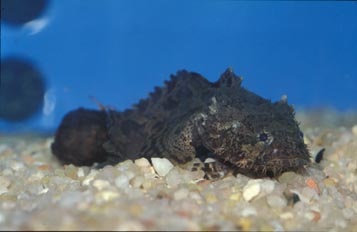 Rascaceo de agua dulce (Batrachus sp.)