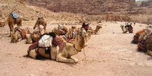 Camellos en el desierto Wadi Rum, Jordania