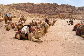 Camellos en el desierto Wadi Rum, Jordania