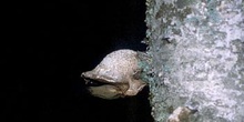 Yesquero del abedul (Piptoporus betulinus)