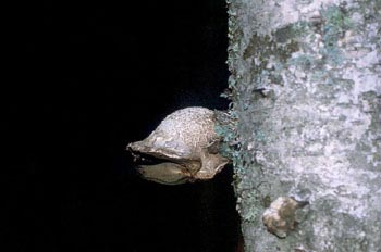 Yesquero del abedul (Piptoporus betulinus)