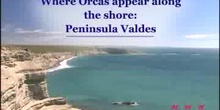 Where Orcas appear along the shore: the Valdes Peninsula: UNESCO Culture Sector