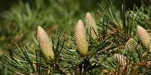 Cedro del Libano - Conos masc. (Cedrus libani)