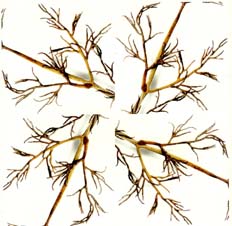 Simetría en cuadro del detalle de la rama