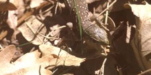 Lagarto ocelado - Juvenil (Lacerta lepida)