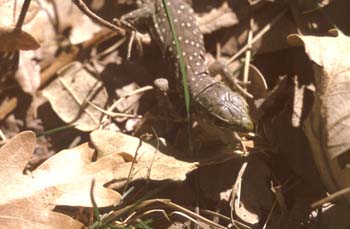 Lagarto ocelado - Juvenil (Lacerta lepida)