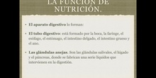6º naturales la función de nutrición, el proceso digestivo