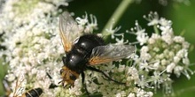 Mosca parásita (Tachina grossa)