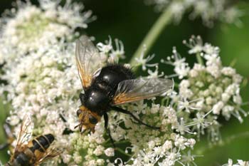 Mosca parásita (Tachina grossa)