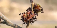 Olmo montano - Flores (Ulmus glabra)