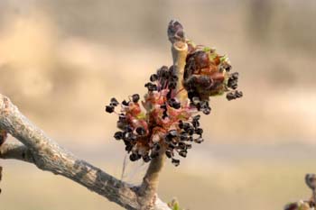 Olmo montano - Flores (Ulmus glabra)