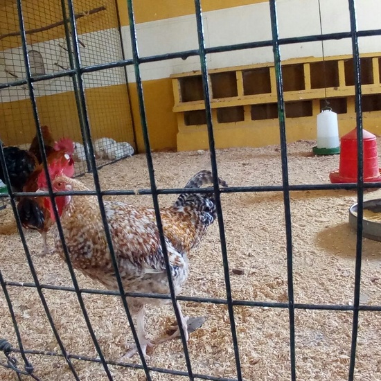 Granja Escuela 1º y 2º EP 2017-18 22